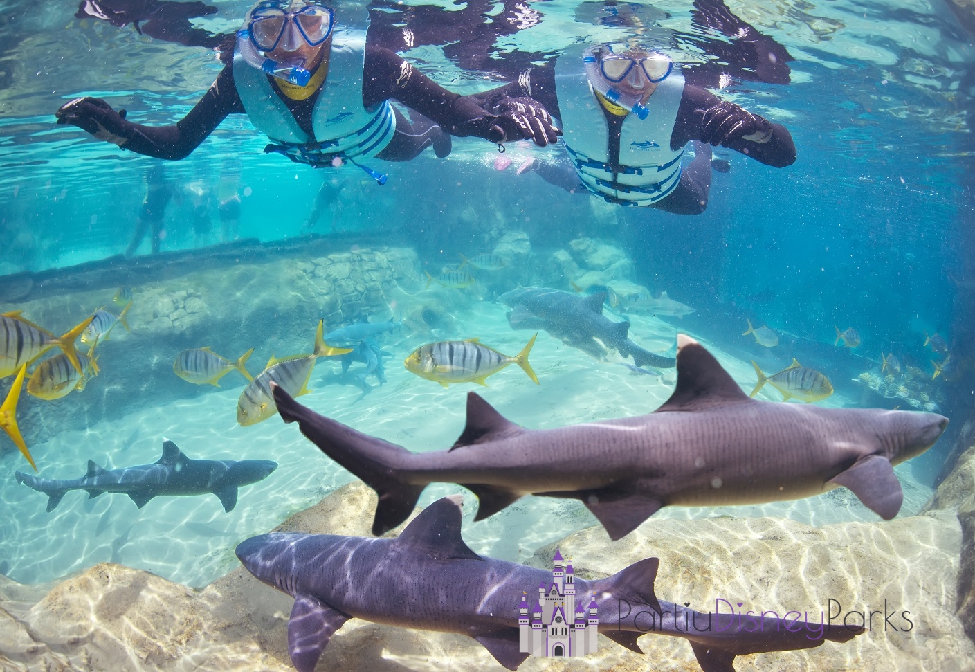 Discovery-cove-swimming-sharks