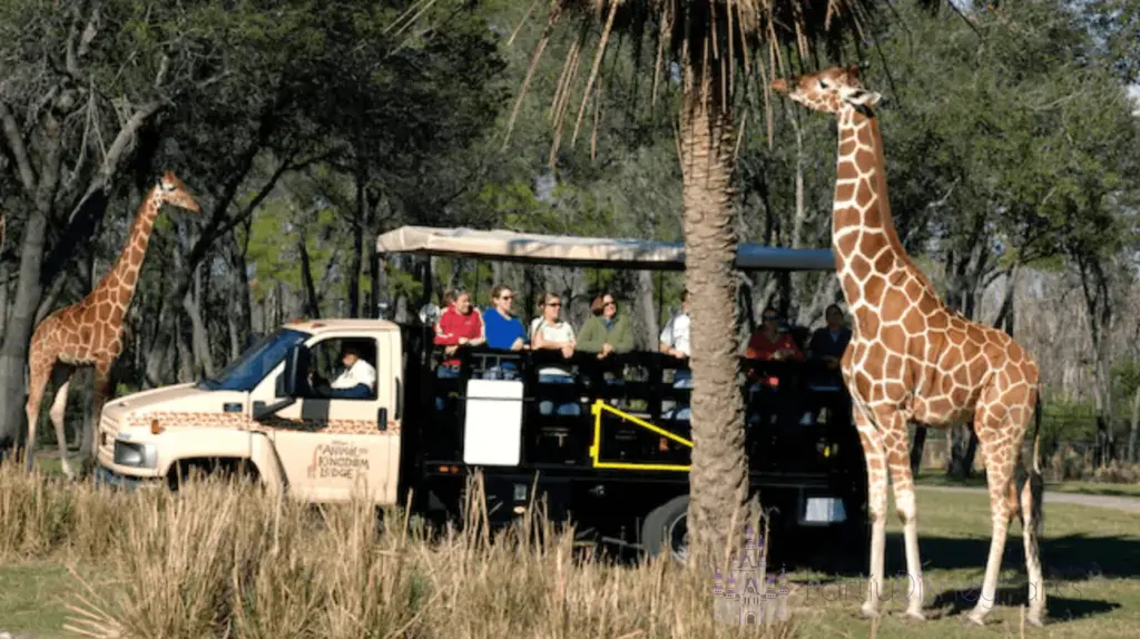 animal kingdom safari tour cost