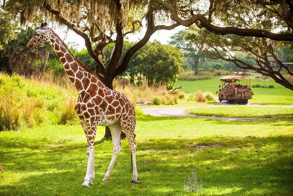 Safari Animal Kingdom - Kilimanjaro