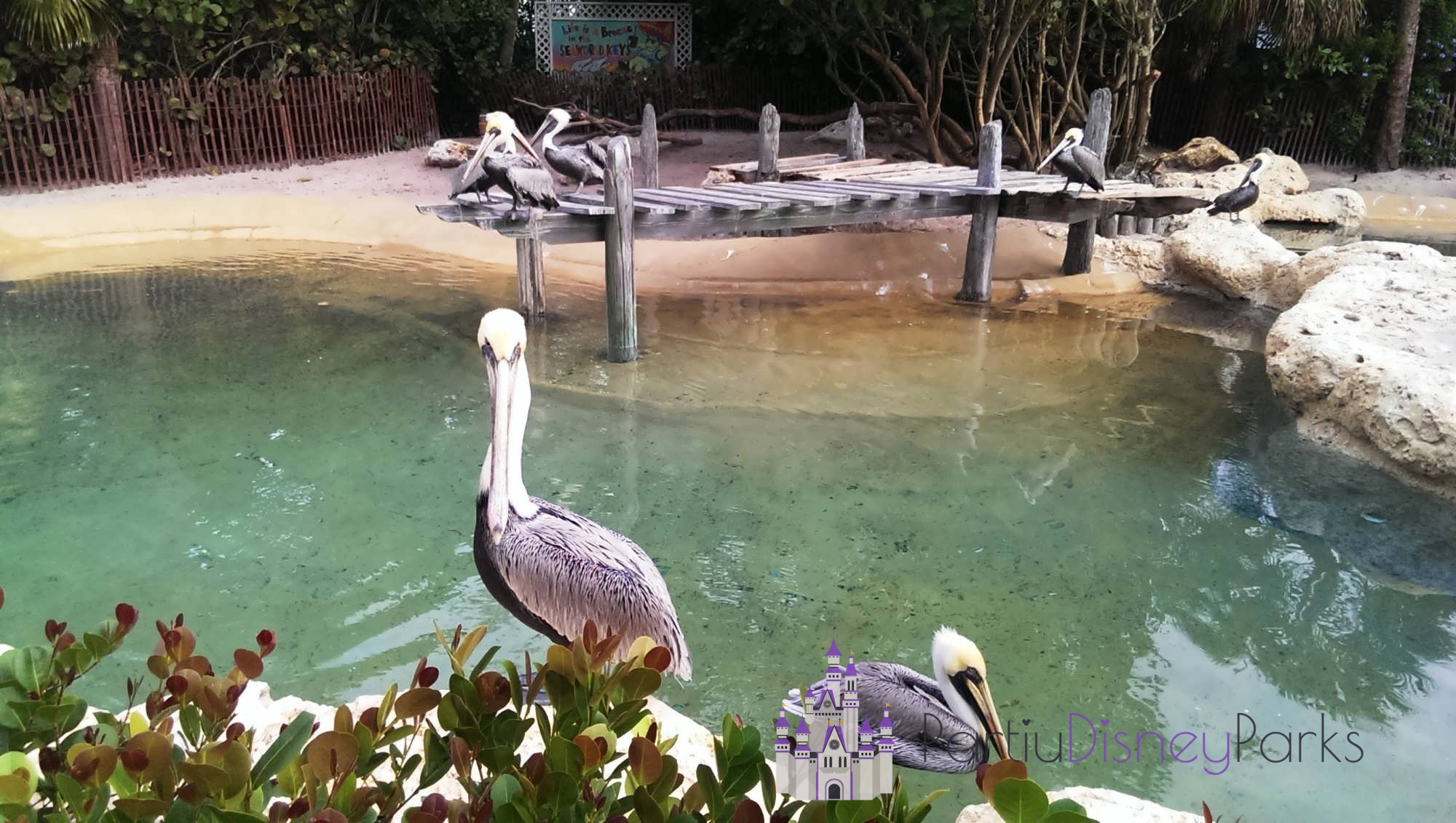 pelican-preserve