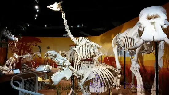 Skeletons Museum of Osteology - Icon Park