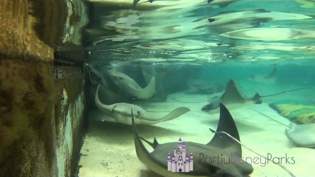 Stachelrochen-Lagune - SeaWorld Orlando