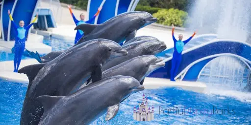dolphin-days-sea-world