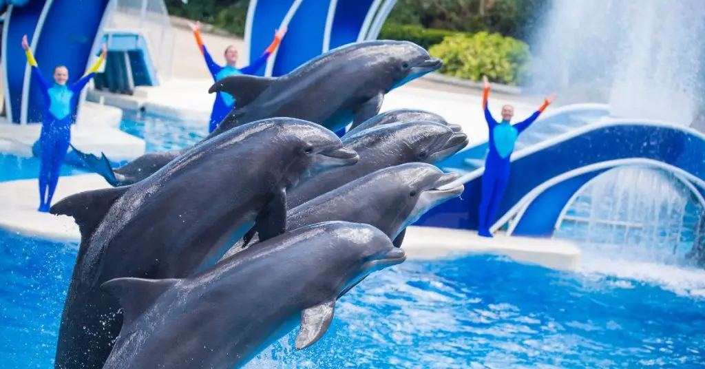 Dolphins Days - Espectáculo de delfines en Seaworld