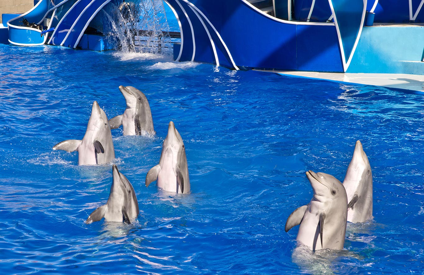 Show dos Golfinhos no Seaworld