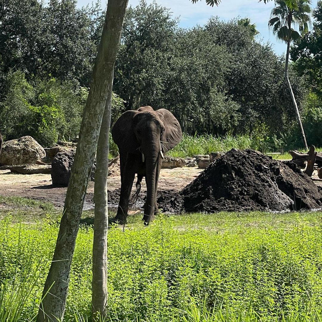 Safari de elefantes en Animal Kingdom