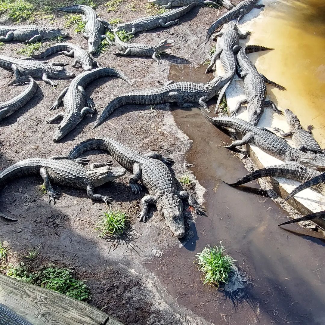 Alligator Oasis - Aventuras en hidrodeslizador en Boggy Creek
