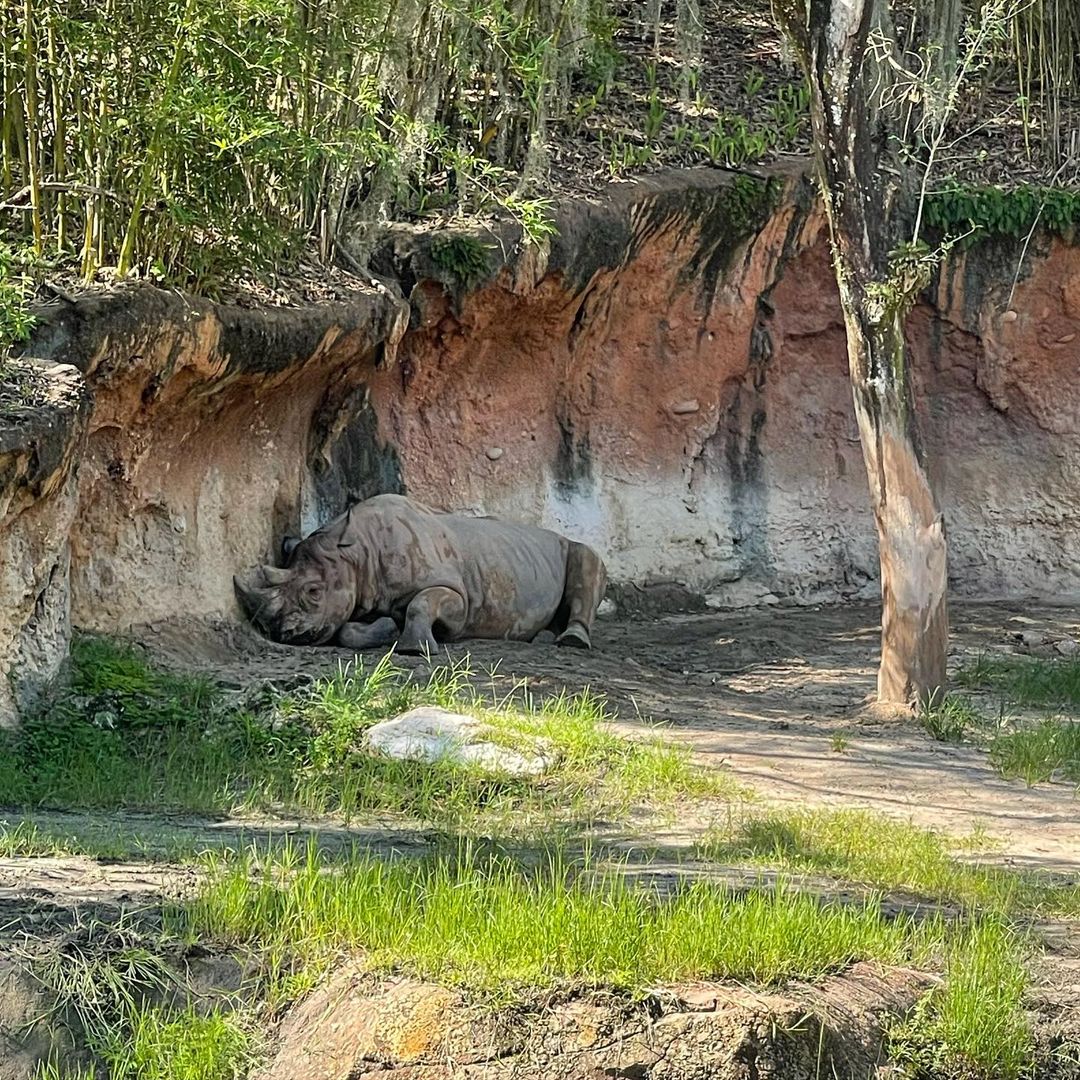 Rinoceronte no Kilimanjaro Safaris