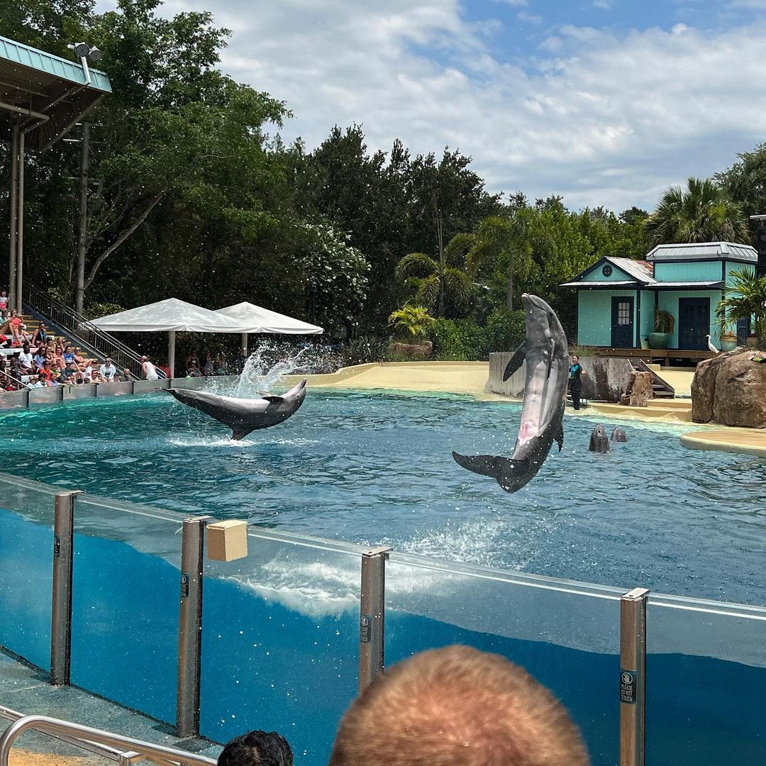 Días de los delfines - Espectáculo de delfines Seaworld Orlando