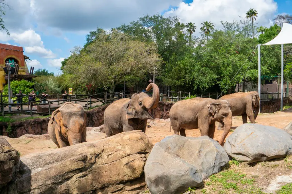 Elefantes en Busch Gardens