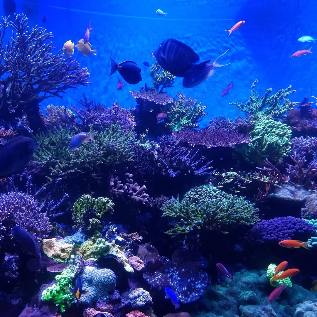 Joyau de l'aquarium de la mer - SeaWorld Orlando