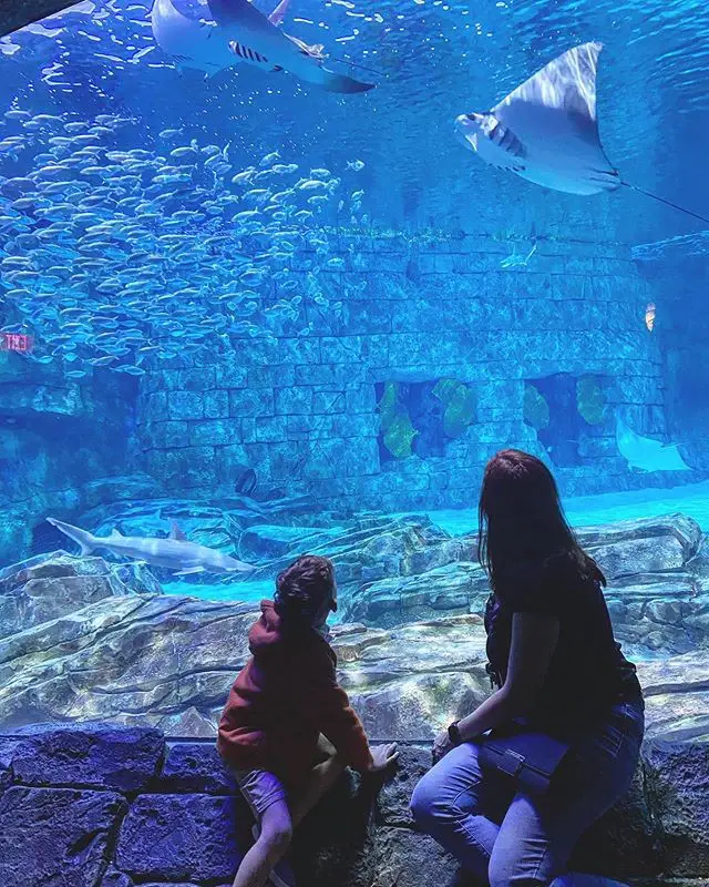 Manta-Aquarium - SeaWorld Orlando