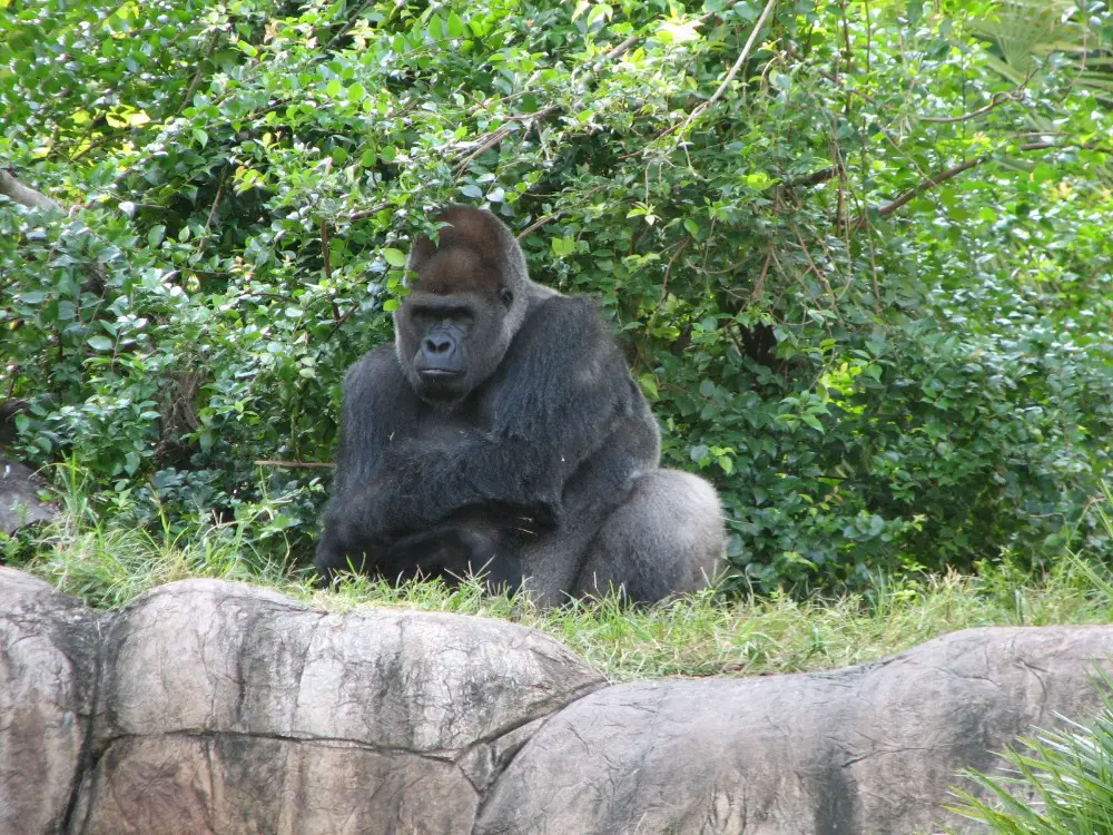 Myombe Reserve - Gorilla - Busch Gardens