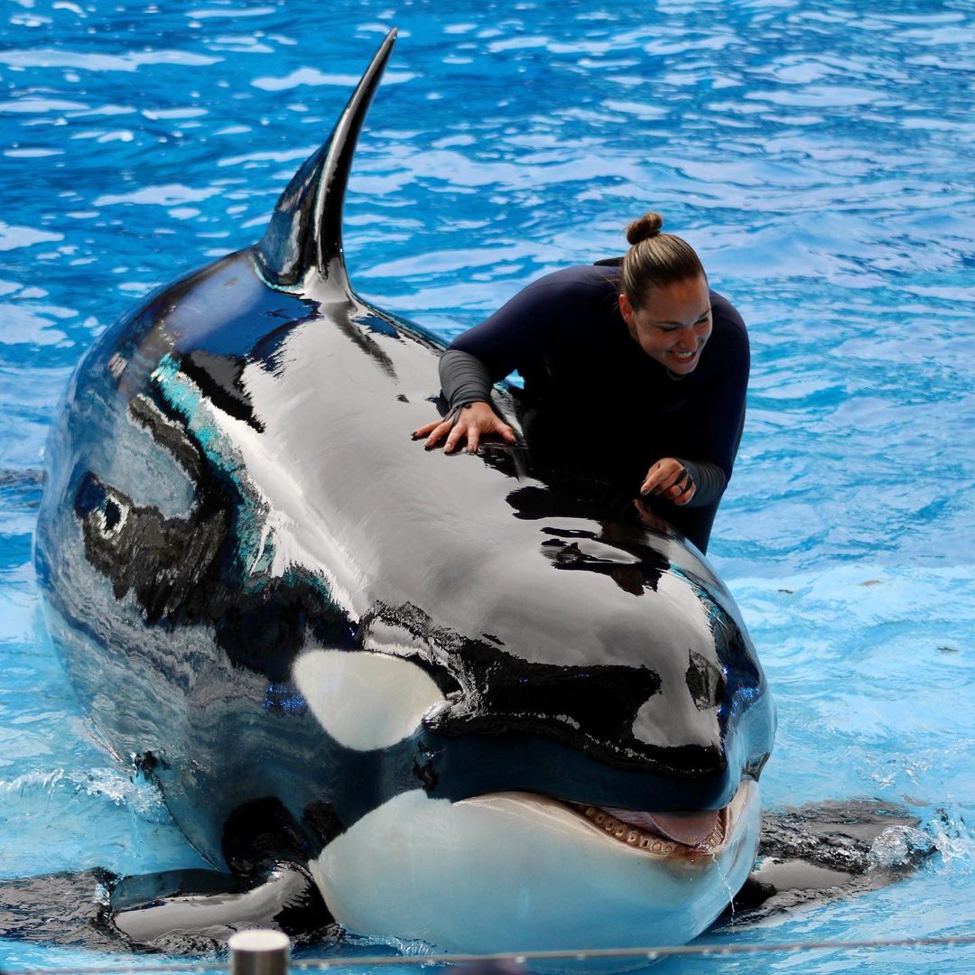 Orca-Begegnung - Seaworld Orlando Show mit den Walen