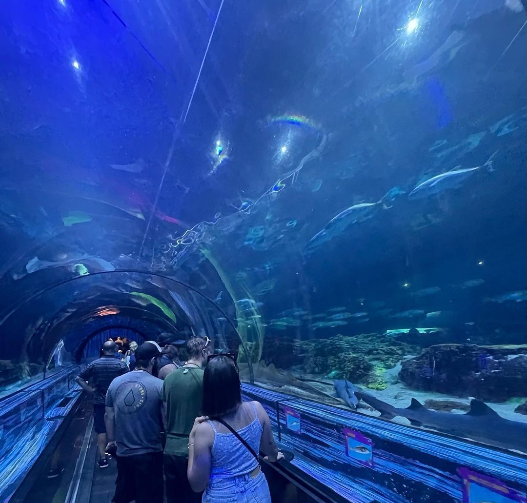 Rencontre avec les requins - Aquarium avec des requins à SeaWorld Orlando