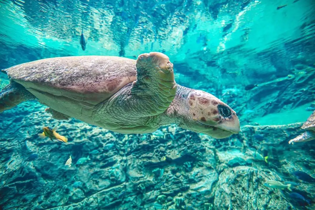 Schildkrötenwanderung - SeaWorld Orlando