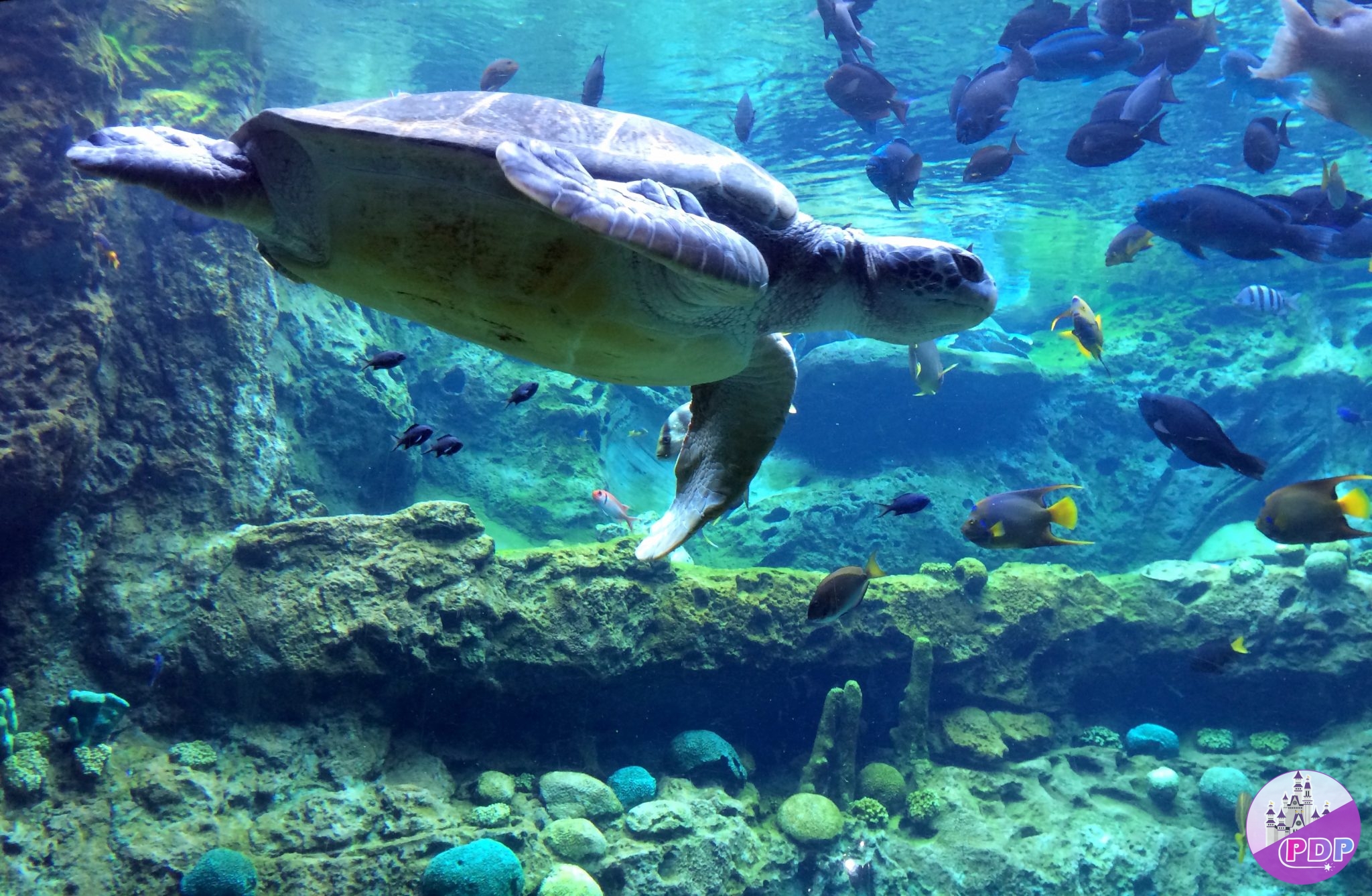 Tortuga-Trek-SeaWorld-Orlando