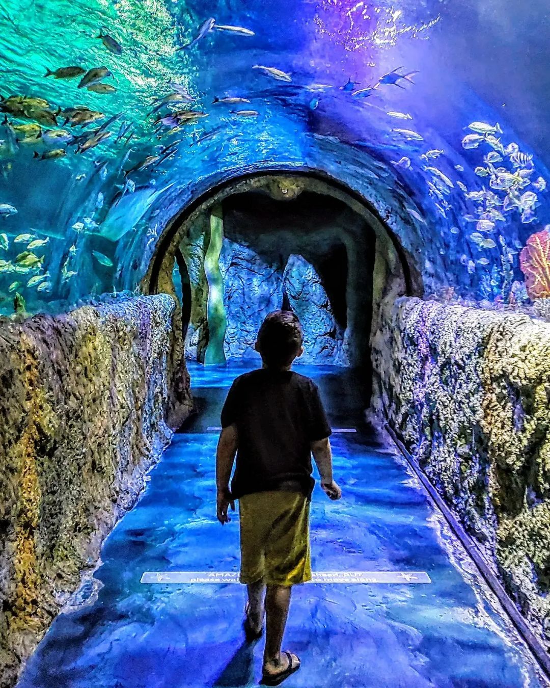 Aquarium de la vie marine - Icon Park Orlando