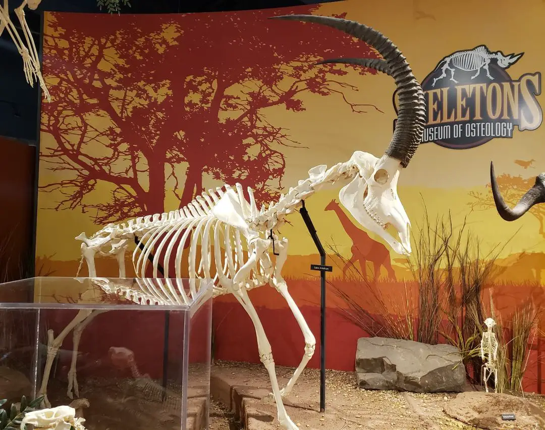 Skelettmuseum für Osteologie