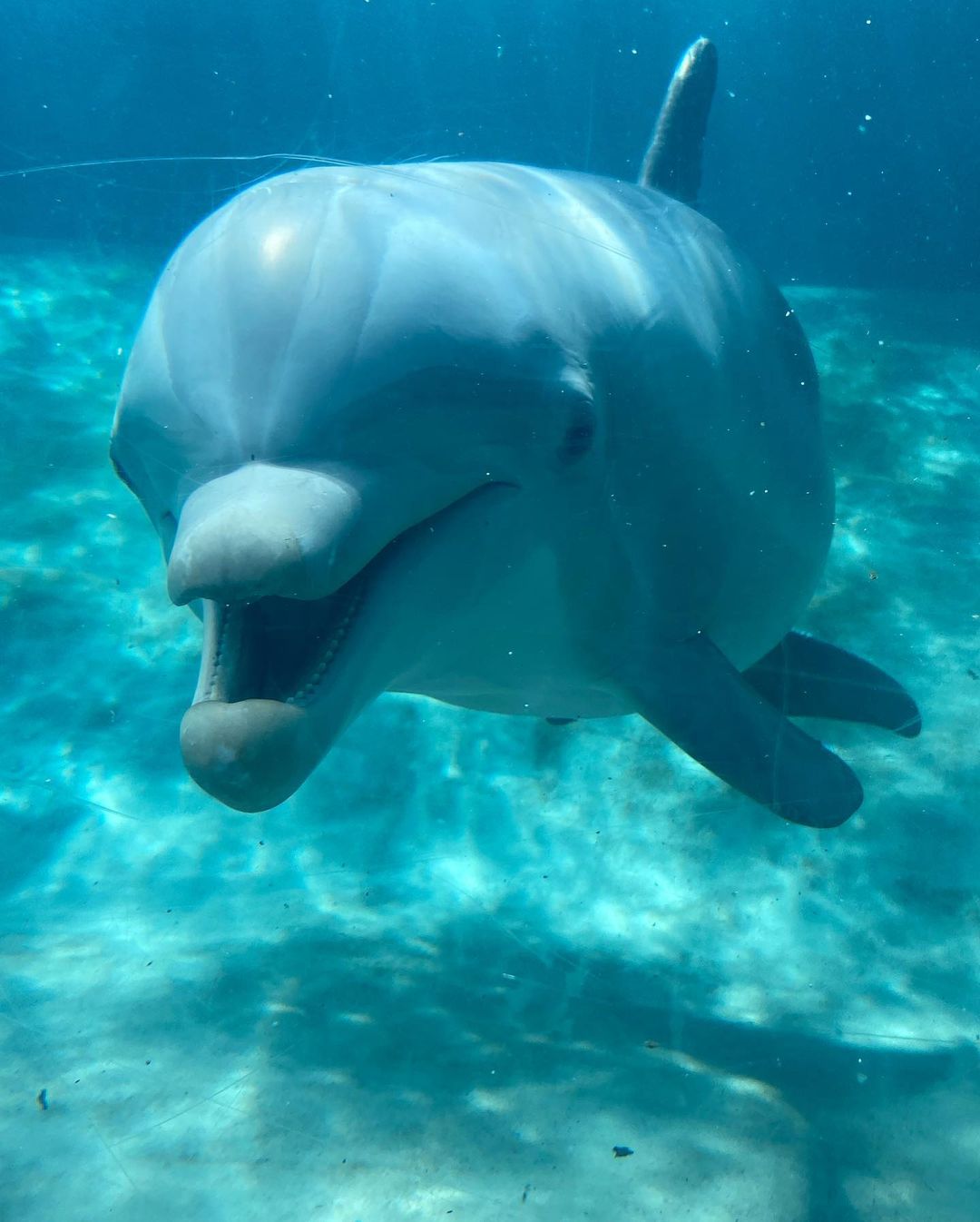 Cueva de delfines en Seaworld Orlando