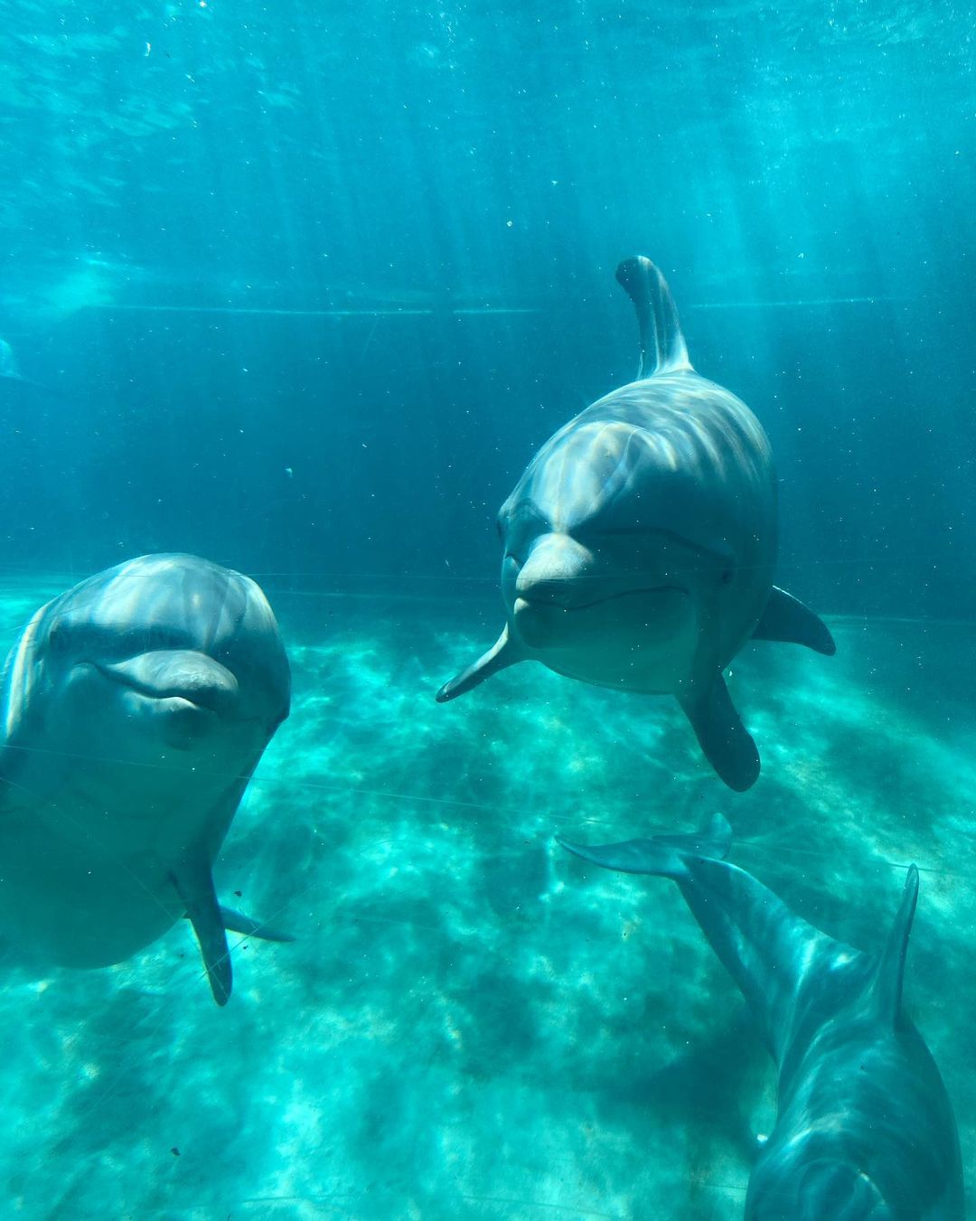 Dolphin Cove no Seaworld Orlando
