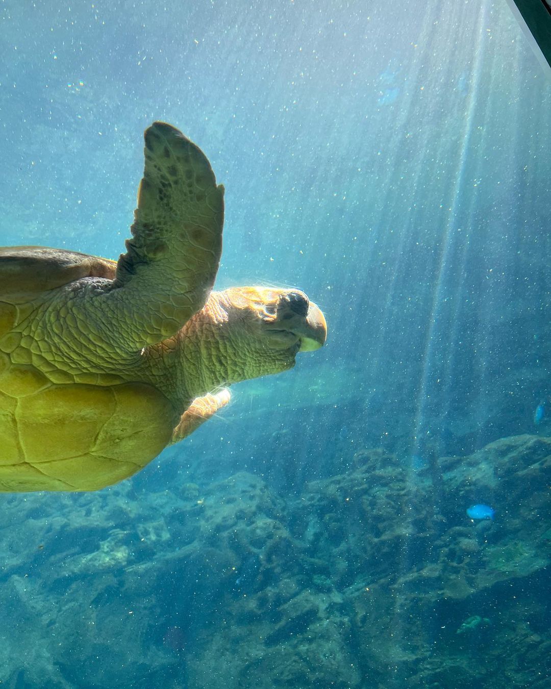 Viaje de tortugas en SeaWorld