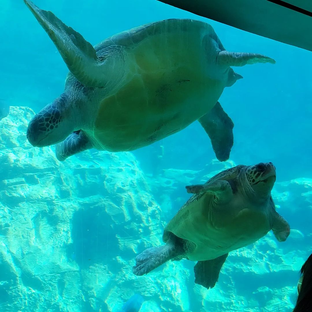 Schildkrötenwanderung bei SeaWorld