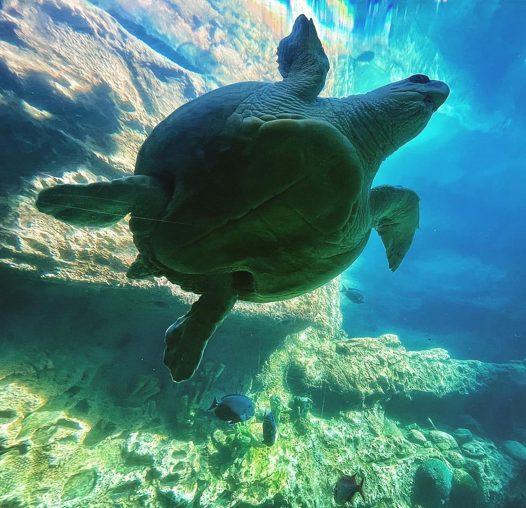 Viaje de tortugas en SeaWorld