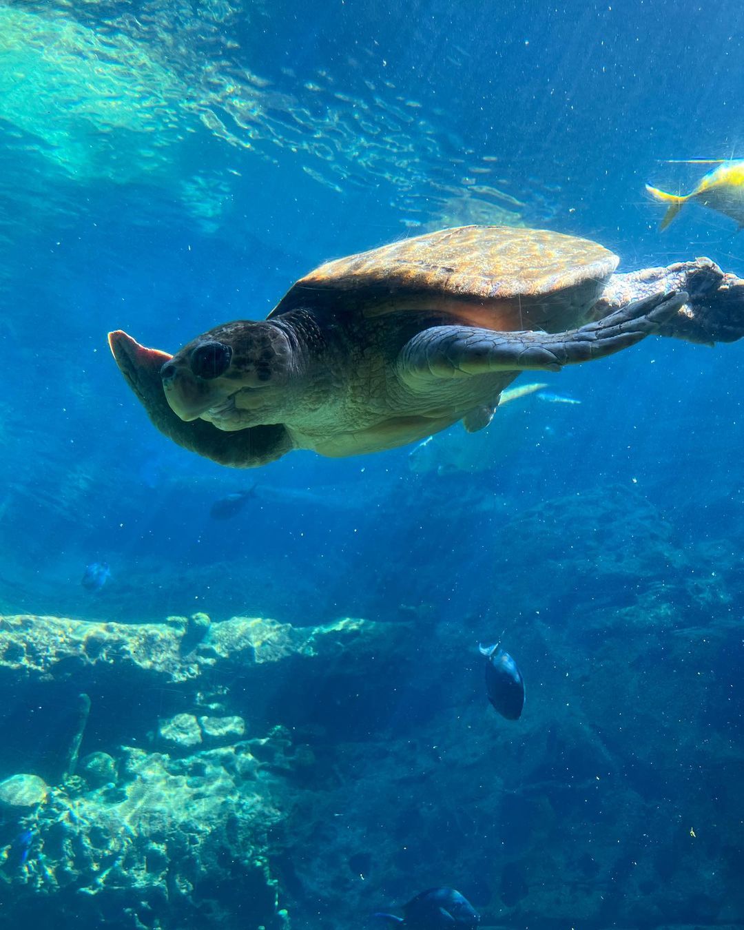 Randonnée des tortues à SeaWorld