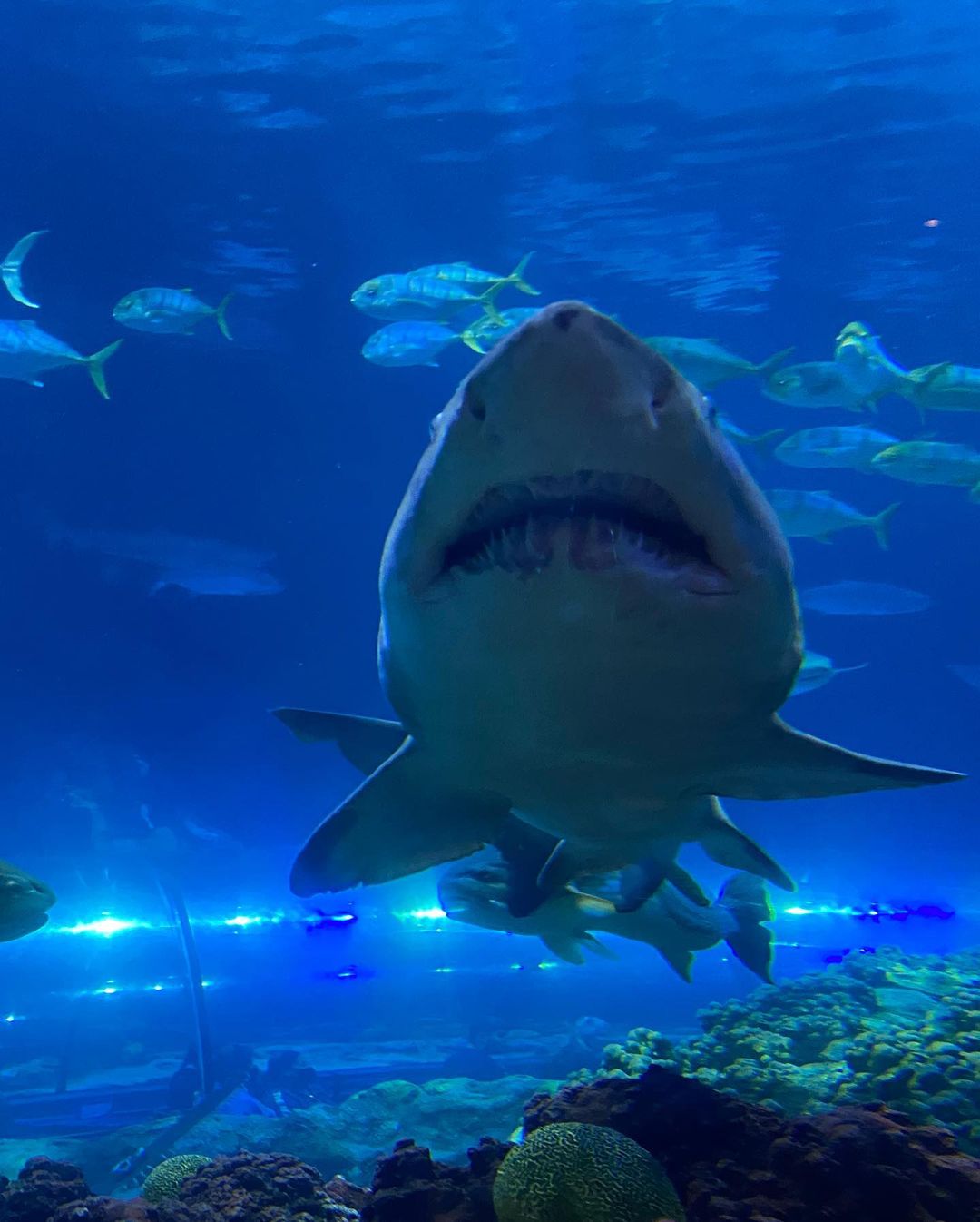Aquarium grill sous l'eau des requins