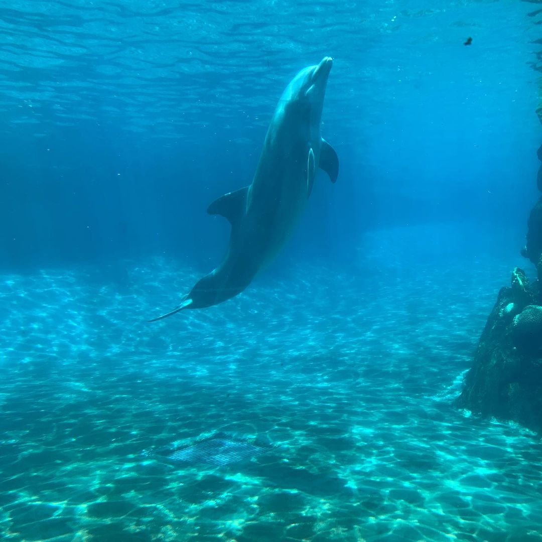 Dolphin Cove - SeaWorld Orlando Itinerary