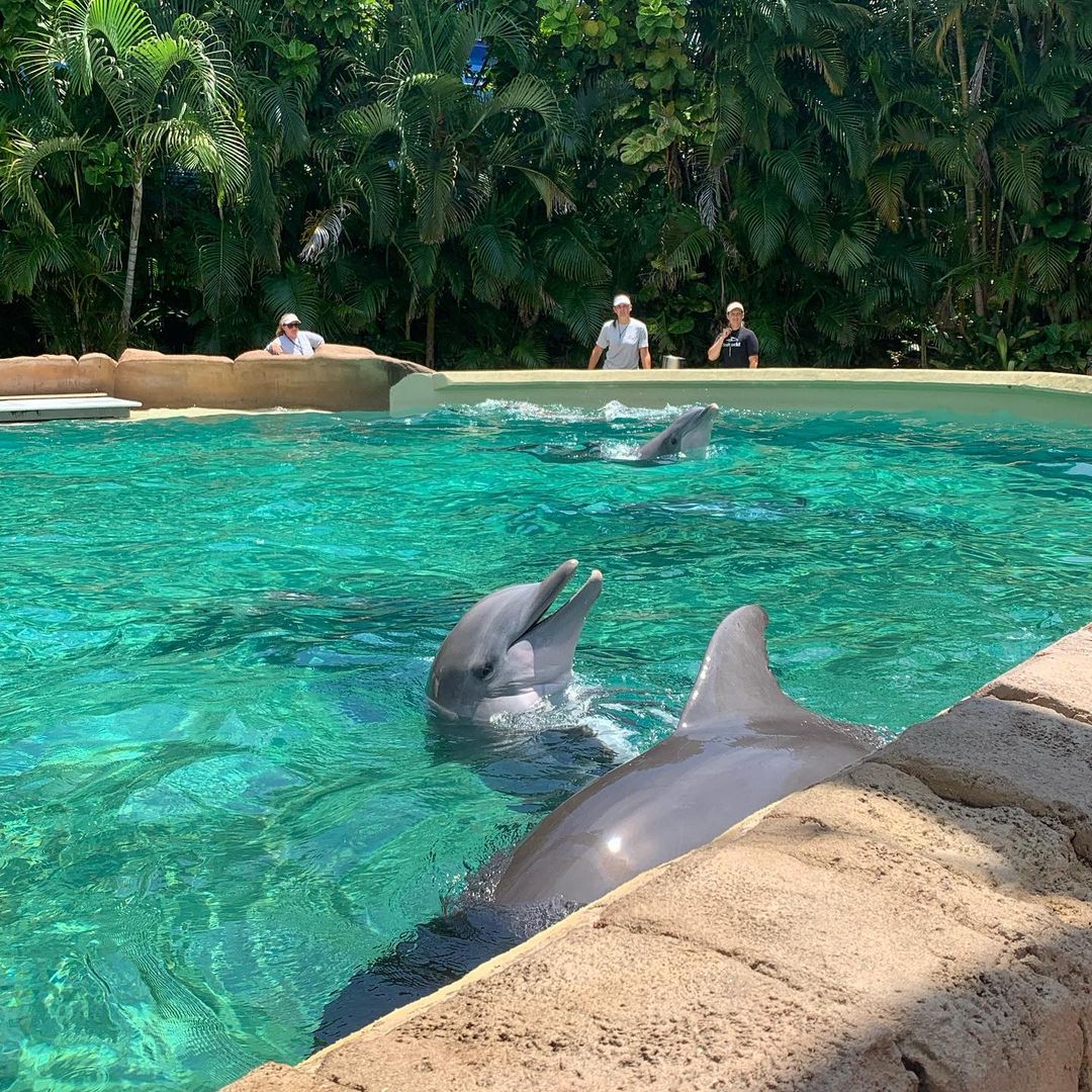 Dolphin Cove - SeaWorld Orlando Reiseroute