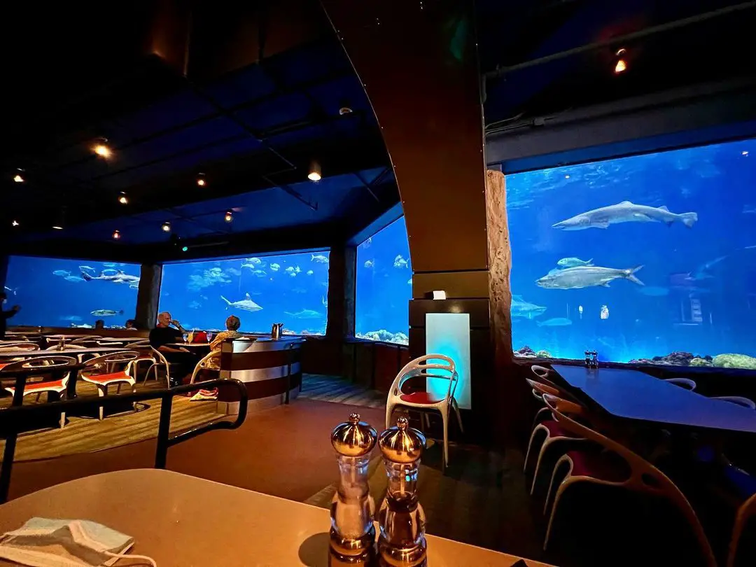 Shark Underwater Grill - Restaurant for your SeaWorld Itinerary