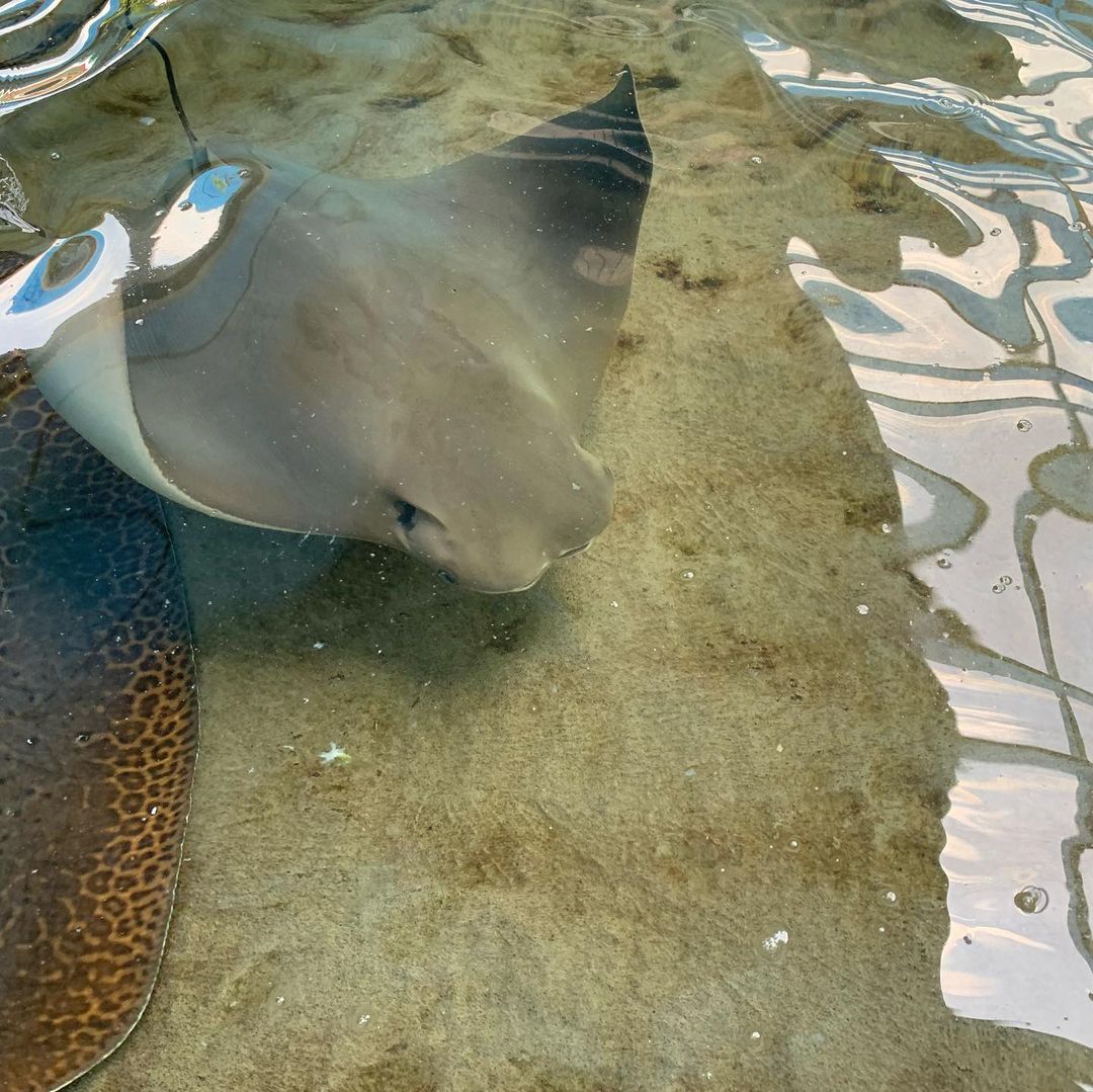 Stingray Lagoon - Animal Attraction at SeaWorld Orlando