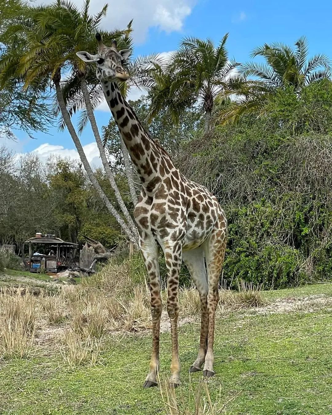 Giraffe auf Kilimanjaro Safaris – Tierreich-Attraktion