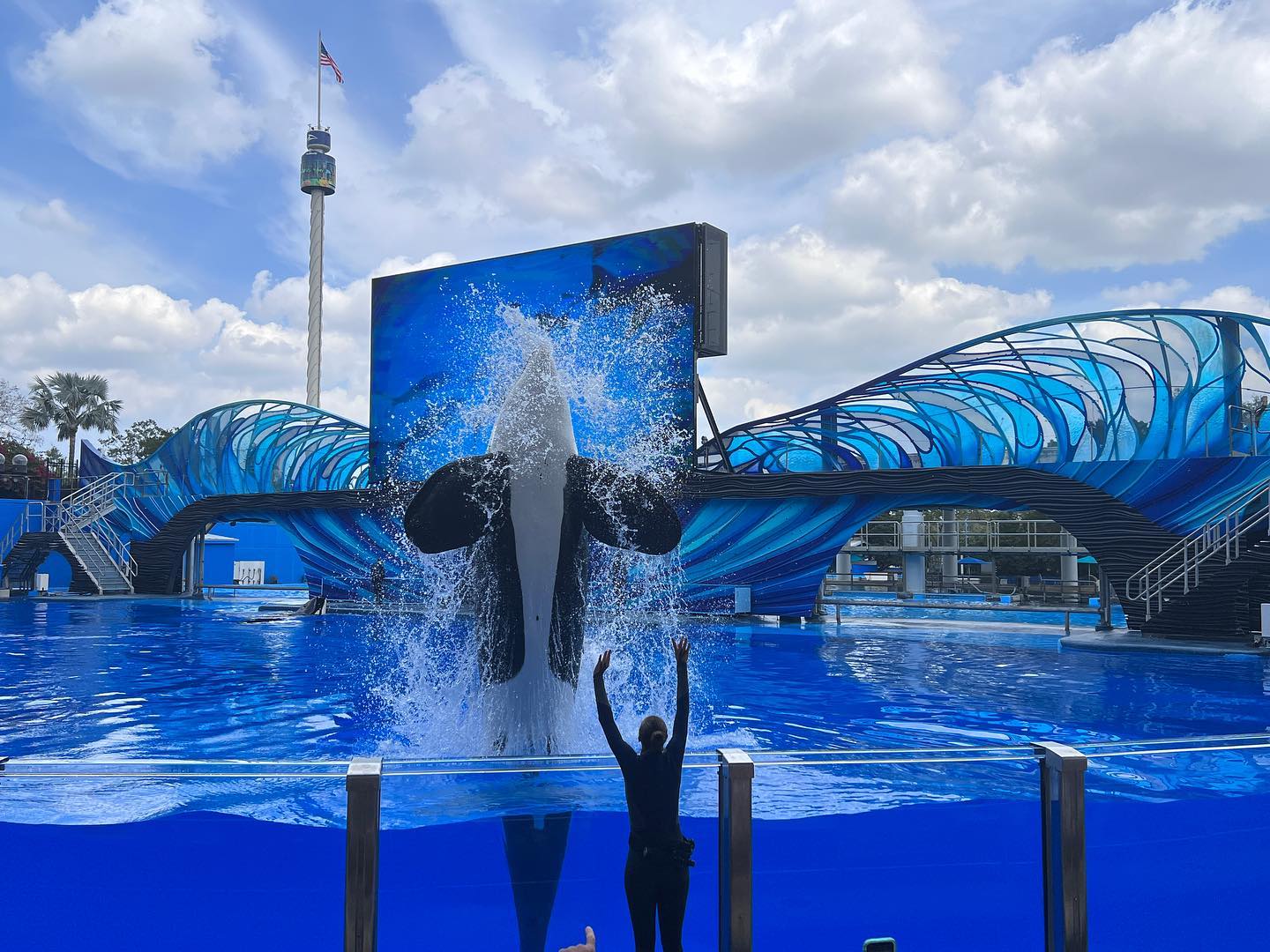 Orca-Begegnung – Walshow im SeaWorld Orlando