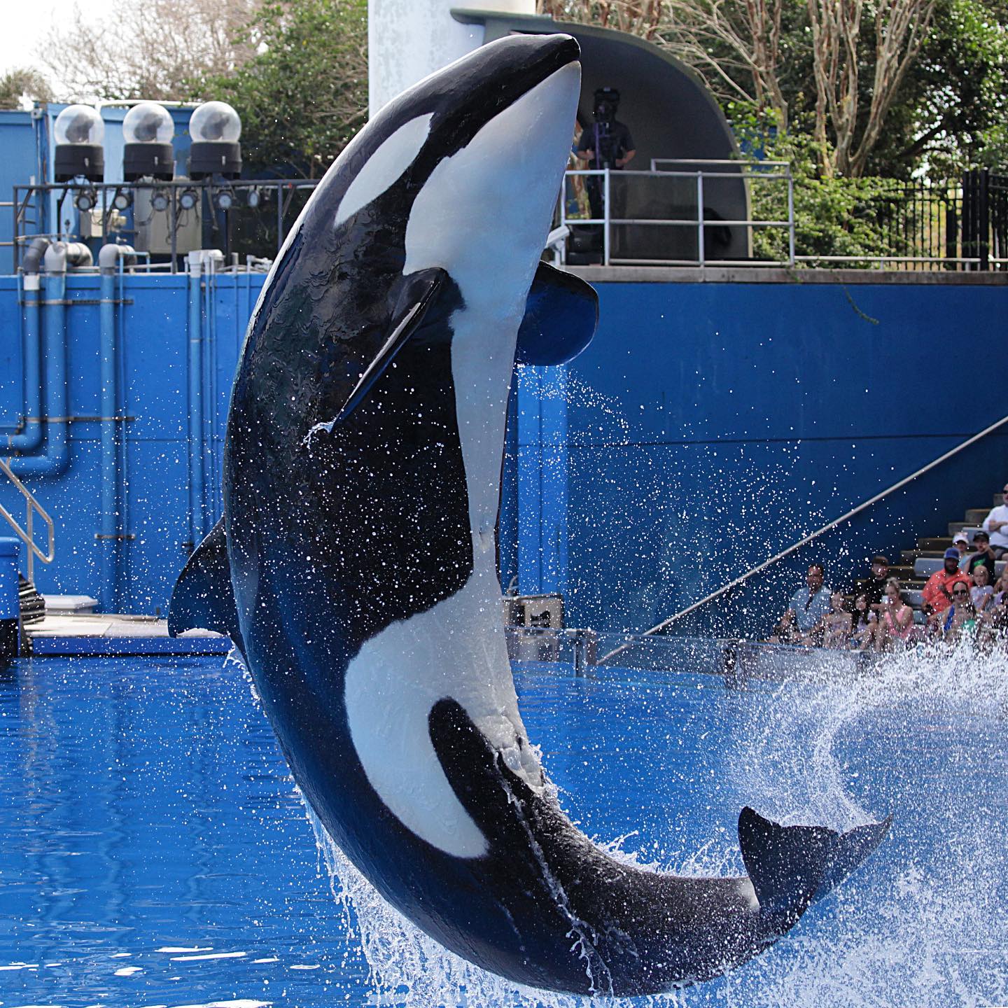 Espectáculo de orcas en SeaWorld Orlando