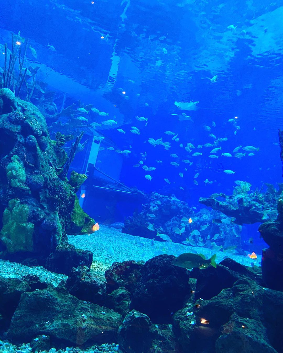 Korallenriff-Aquarium - Restaurant Epcot