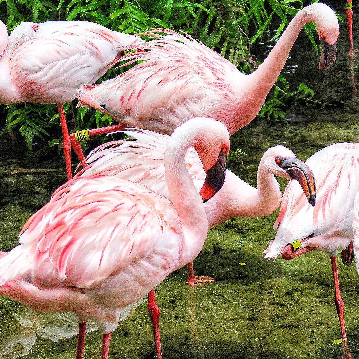Flamingos na Discovery Island no Animal Kingdom